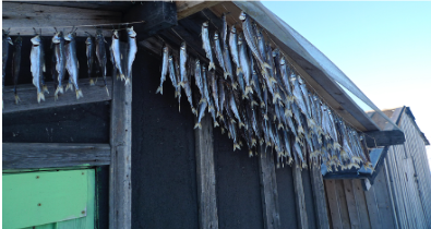 Knowledge co-production in Yakutia