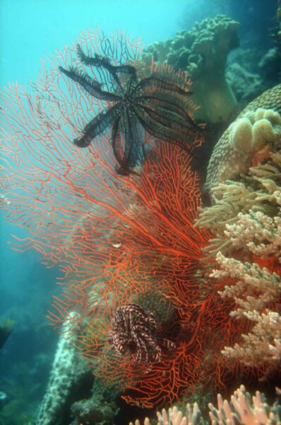 New ISO Biodiversity Standard Launched